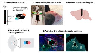 Intratarget Microdosing for Deep Phenotyping of Multiple Drug Effects in the Live Brain